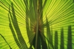 Palmblad met schaduw.jpg